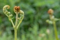 Common bracken pteridium aquilinum Royalty Free Stock Photo