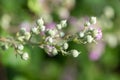 Common bramble rubus fruticosus plant