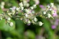 Common bramble rubus fruticosus plant