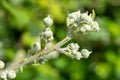 Common bramble rubus fruticosus plant