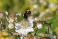 Common bramble rubus fruticosus plant