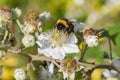 Common bramble rubus fruticosus plant