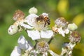 Common bramble rubus fruticosus plant