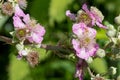 Common bramble rubus fruticosus plant