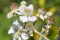 Common bramble rubus fruticosus plant