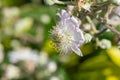 Common bramble rubus fruticosus plant