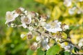 Common bramble rubus fruticosus plant