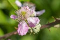 Common bramble rubus fruticosus plant