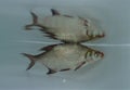 Common bream (Abramis brama) alone in the water