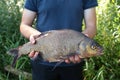 Common bream