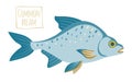 Common bream, vector cartoon illustration