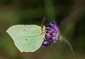 Common Brimstone on blue Knautia flower Royalty Free Stock Photo