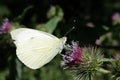 common brimstone butterfly or butter-coloured fly