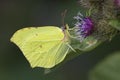 Common Brimstone butterfly foraging on Greater Burdock