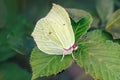 Common Brimstone Butterfly - Gonepteryx rhamni on a bramble leaf.