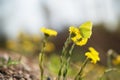 Common brimstone butterfly, Gonepteryx, rhamni, in coltsfoot flower Royalty Free Stock Photo