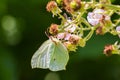 Common brimstone butterfly gonepteryx rhamni on a flower Royalty Free Stock Photo