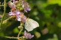 Common brimstone butterfly gonepteryx rhamni on a flower Royalty Free Stock Photo