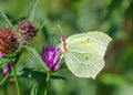 Common Brimstone Butterfly - Gonepteryx rhamni feeding on Red Clover.