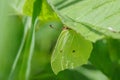 Common brimstone butterfly (Gonepteryx rhamni)