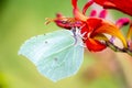 Common brimstone butterfly Gonepteryx rhamni on a garden Montbretia - Crocosmia Lucifer Royalty Free Stock Photo