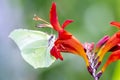 Common brimstone butterfly Gonepteryx rhamni on a garden Montbretia - Crocosmia Lucifer Royalty Free Stock Photo