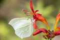 Common brimstone butterfly Gonepteryx rhamni on a garden Montbretia - Crocosmia Lucifer Royalty Free Stock Photo