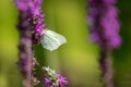 Common Brimstone butterfly