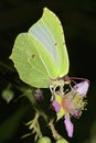 Common Brimstone Butterfly, Guadarrama National Park, Spain Royalty Free Stock Photo