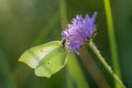 Common brimstone butterfly on pink flower of field scabious Royalty Free Stock Photo