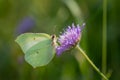 Common brimstone butterfly on pink flower of field scabious Royalty Free Stock Photo