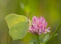 Common brimstone butterfly on pink flower of red clover Royalty Free Stock Photo
