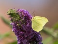 A common brimstone butterfly sitting on the flower of a butterfly bush Royalty Free Stock Photo