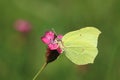 Underside of common brimstone Royalty Free Stock Photo