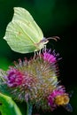 Common brimstone drinking nectar - Zitronenfalter saugt Nektar