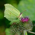 Common brimstone drinking nectar - Zitronenfalter saugt Nektar Royalty Free Stock Photo