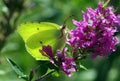 Common brimstone on the flower. beautiful yellow butterfly on purple flowers. copy space Royalty Free Stock Photo