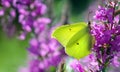 Common brimstone on the flower. beautiful yellow butterfly on purple flowers. copy space Royalty Free Stock Photo