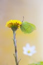 Common brimstone, Goneptery rhamni resting on coltsfoot, Tussilago farfara Royalty Free Stock Photo