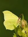 Common Brimstone (Gonepteryx rhamni), (11), sucking nectar from a Royalty Free Stock Photo