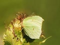 Common Brimstone (Gonepteryx rhamni), 13, sucking nectar from a Royalty Free Stock Photo