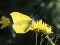 Common Brimstone (Gonepteryx rhamni) Royalty Free Stock Photo