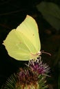 Common Brimstone (Gonepteryx rhamni) Royalty Free Stock Photo