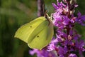 Common Brimstone (Gonepteryx rhamni) Royalty Free Stock Photo