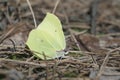 Common Brimstone - Gonepteryx rhamni Royalty Free Stock Photo