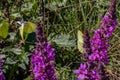 Common brimstone (Gonepteryx rhamni) on blooming Purple Loosestrife