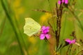 Common Brimstone Gonepteryx rhamni, butterfly drinking nectar from flowers carnation, as background Royalty Free Stock Photo