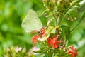 Common brimstone (Gonepteryx rhamni) on the flower Lychnis chalcedonica