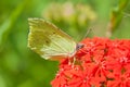 Common brimstone (Gonepteryx rhamni) on the flower Lychnis chalcedonica