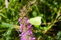 Common brimstone - Gonepteryx rhamni yellow butterfly Royalty Free Stock Photo